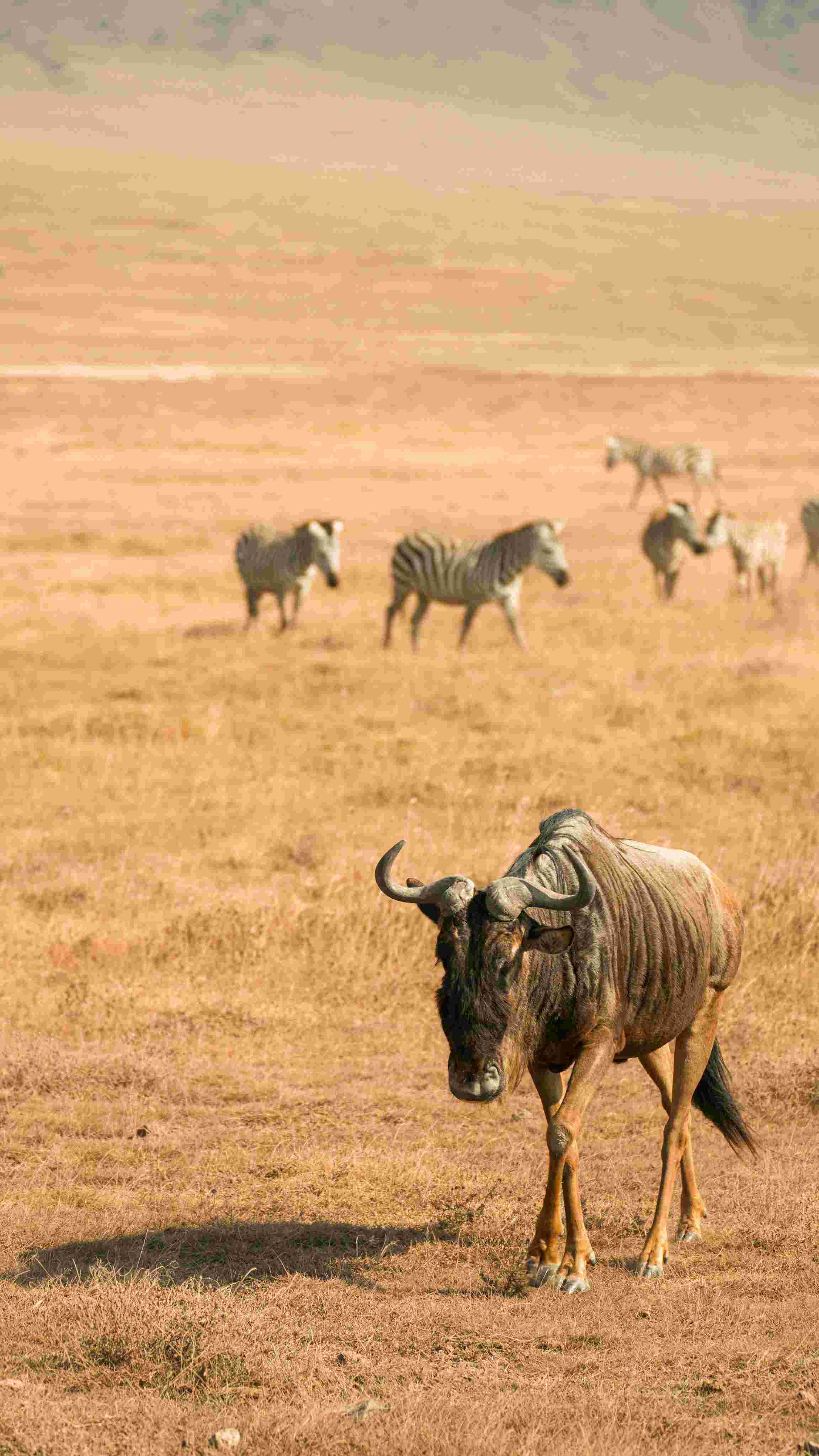 Serengeti wildebeest migration